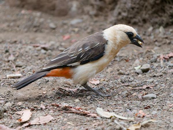 <h3><a href="/trips/tanzania/biota/animalia/chordata/aves/040 passeriformes/114 ploceidae/dinemellia dinemelli/dinemellia dinemelli-nl.html">Dinemellia&nbsp;dinemelli</a> / White‑headed&nbsp;buffalo&nbsp;weaver / Witkopbuffelwever</h3>OM-1 Mark II met OLYMPUS M.150-400mm F4.5, 1/1600 sec  bij F4.5, ISO 10000, afstand 8.19&nbsp;m
